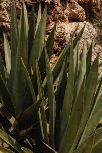 Kaboompics - Agave Leaves against a Rocky Stone Wall