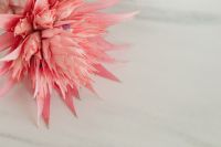 Kaboompics - Pink Bromeliad Bloom Against Light Background