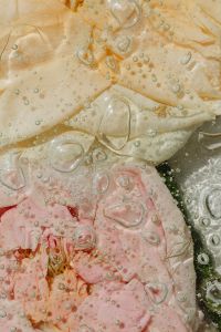 Kaboompics - Pale Peach and Blush Petal Layers with Water Droplets, Vertical Macro Texture