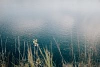 Kaboompics - Wide Blue Water and Tall Reeds in the Foreground