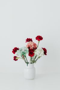 Kaboompics - Colorful carnations flowers - Dianthus caryophyllus