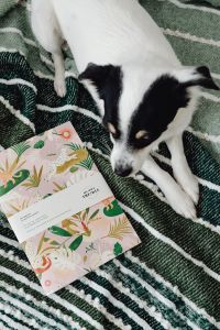 Kaboompics - Dog Investigating Festive Greeting Card on Blanket