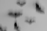 Kaboompics - Dark Bat Silhouettes With Dynamic Motion Blur