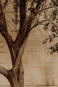 Kaboompics - Olive Tree Trunk and Branches against Stone Wall