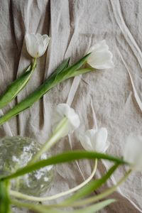 Kaboompics - Two Cut White Tulips Resting Beside a Clear Vase on Wrinkled Linen
