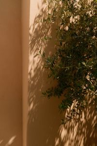 Kaboompics - Olive Tree Branches and Shadows on Warm Peach Stucco Wall
