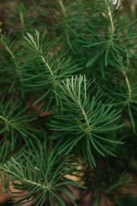 Kaboompics - Delicate Evergreen Sprigs With Layered Green Needles