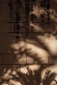 Kaboompics - Palm Shadows Falling across a Weathered Wall above Gravel Ground