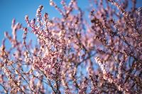 Kaboompics - Tall Spring Blossom Branches Reaching into Clear Blue Sky