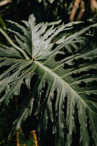 Kaboompics - Alocasia Sanderiana Leaves in a Tropical Conservatory