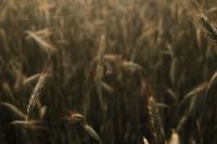 Kaboompics - Wild Grass Meadow with Delicate Spider Web Detail