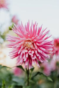 Kaboompics - Pink Dahlia Flower Close Up