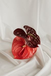 Kaboompics - Red Anthurium with Glossy Heart-Shaped Bract on White Fabric