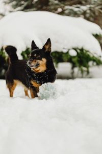Kaboompics - Black and Tan Dog Beneath a Snow-Covered Evergreen Tree