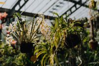 Kaboompics - Wide View of Orchids in a Botanical Greenhouse