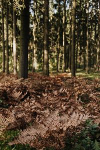 Kaboompics - Dry Ferns Across a Sunlit Woodland Floor