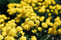 Kaboompics - Central Yellow Flower Cluster with Soft Focus Meadow Background