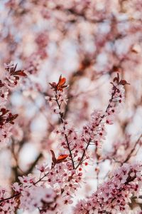 Kaboompics - Cherry Plum Blossoms Framing Soft Pink Floral Bokeh