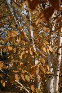 Kaboompics - Pale Tree Trunks with Golden Autumn Leaves in a City Park