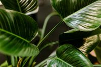 Kaboompics - Philodendron Congo Green