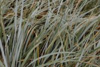 Kaboompics - Sea Grasses Blowing In Breeze - Backgrounds