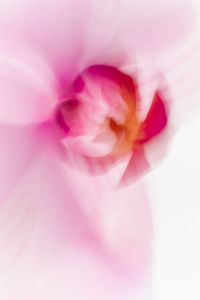 Kaboompics - Soft Pink Orchid Close Up Abstract Background