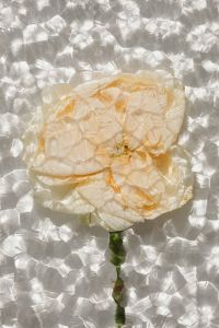 Kaboompics - Translucent Cream Flower with Sunlit Glass Reflections, Minimal Botanical Close-Up