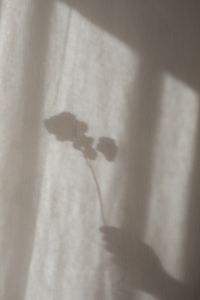 Kaboompics - Centered Botanical Shadow on Textured Linen