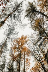 Kaboompics - Autumn walk to the forest in foggy weather