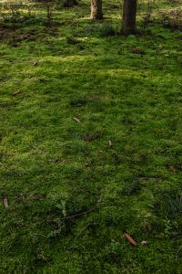 Kaboompics - Moss Covered Forest Floor Under Tall Trees