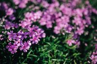 Kaboompics - Pink flowers blooming in spring