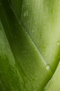 Kaboompics - Alocasia Leaf Macro Close-Up