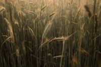 Kaboompics - Golden Grain and Meadow Grass Stems in Soft Light