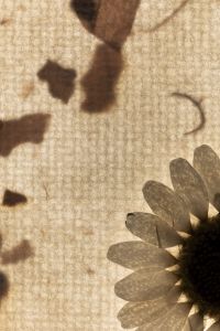 Kaboompics - Backlit Paper With Natural Debris