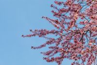 Kaboompics - Cherry Plum Blossom Branches over Blue Sky with Left Copy Space