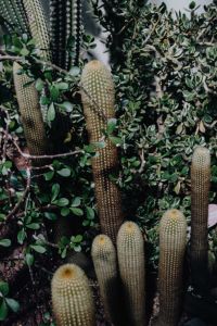 Kaboompics - Small Columnar Cacti Among Dense Succulent Foliage
