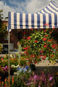 Kaboompics - Blue and White Striped Flower Market Stall