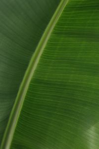 Kaboompics - Banana Green Leaf Backgrounds