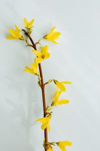 Kaboompics - Forsythia - Easter Tree