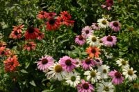 Kaboompics - Close-Up of Colorful Echinacea Flowers