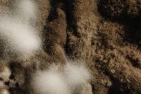 Kaboompics - Fuzzy Mold Culture with Pale Growth, Macro