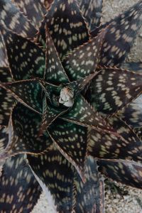Kaboompics - Dark Spotted Succulent Leaves in a Tight Botanical Pattern