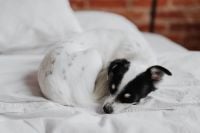 Kaboompics - Black and White Puppy Napping on White Bedding, Cozy Bedroom Pet Photography