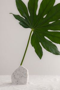 Kaboompics - Close-Up of a Green Leaf and Marble Holder