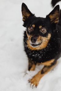 Kaboompics - Close-Up Portrait of a Dog With Snow on Its Fur