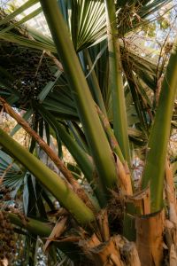 Kaboompics - Palm Tree Stems and Fronds Detail