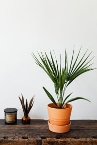 Kaboompics - Potted Fan Palm with White Copy Space for Interior Mockups and Plant Branding