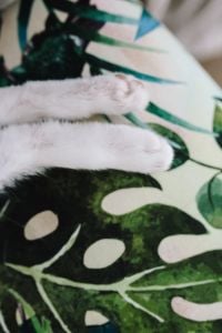 Kaboompics - Essential element to support a wall unit - the cat