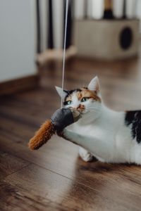 Kaboompics - Cute tricolor cat