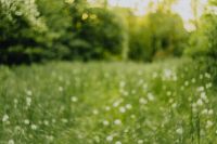 Kaboompics - Dreamy Green Dandelion Field with Golden Sunlit Bokeh